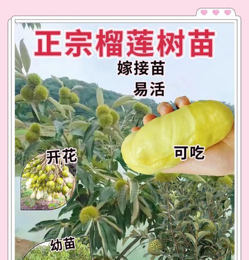 雷童子怎么养？养殖雷童子需要注意哪些要点？