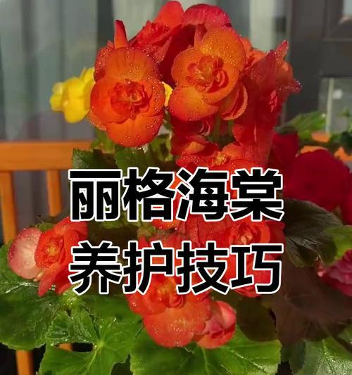海棠花冬季如何养护？过冬时应注意哪些问题？