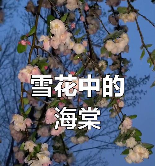 海棠花冬季如何养护？过冬时应注意哪些问题？