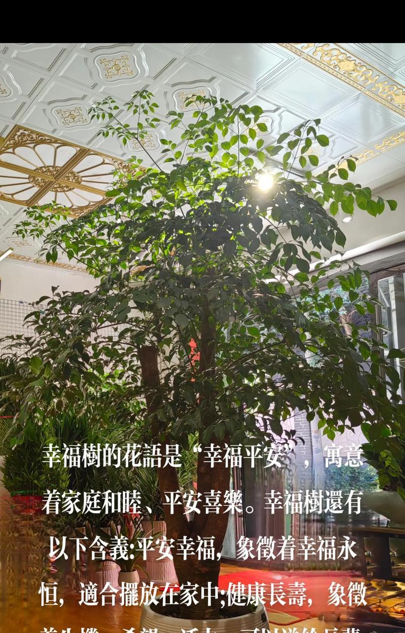 室内幸福树的正确浇水方法是什么？如何判断幸福树是否需要浇水？
