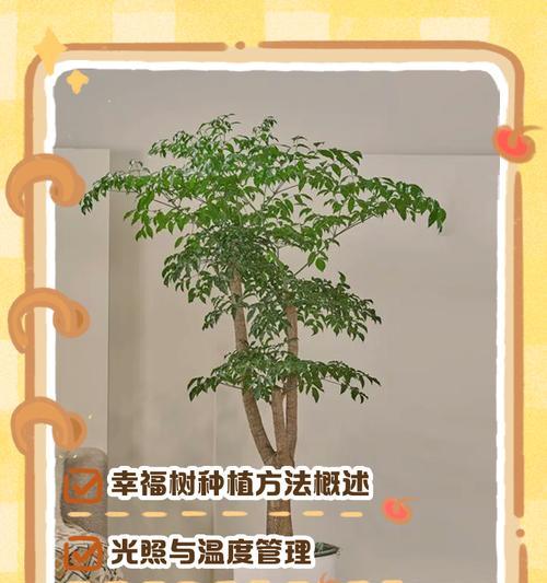 室内幸福树的正确浇水方法是什么？如何判断幸福树是否需要浇水？