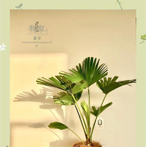 蒲葵的养殖方法是什么？蒲葵叶子发黄怎么办？