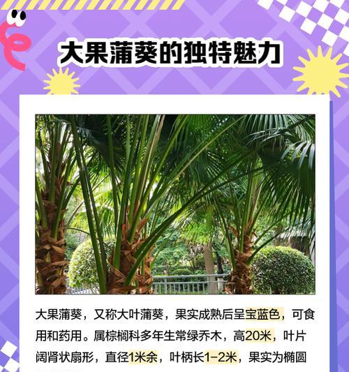 蒲葵的养殖方法是什么？蒲葵叶子发黄怎么办？