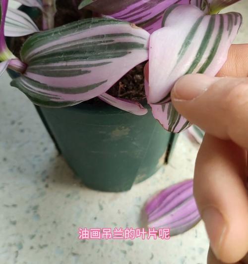 吊兰叶子发黄是什么原因？如何解决叶尖发黄问题？