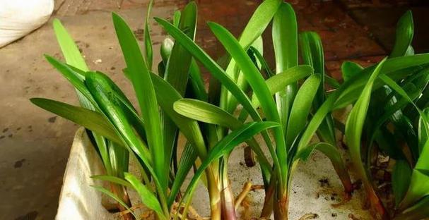 秋冬季节适合养殖哪些植物？如何进行养护管理？