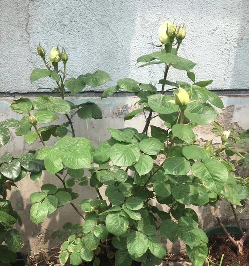 秋冬季节适合养殖哪些植物？如何进行养护管理？