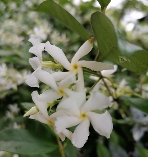 秋冬季节适合养殖哪些植物？如何进行养护管理？