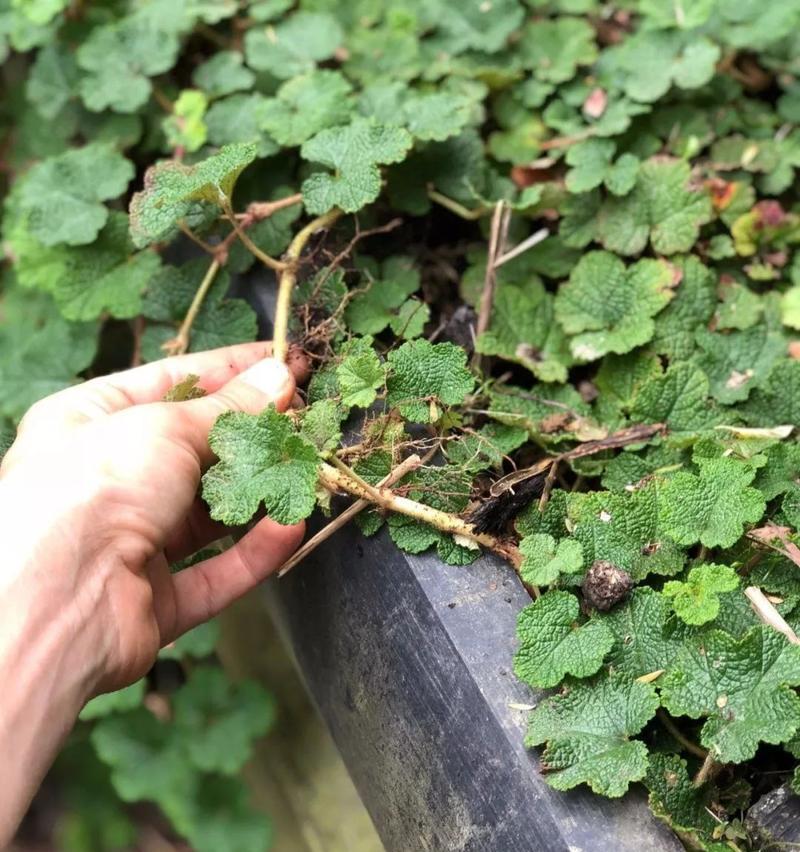 双色茉莉繁殖技巧有哪些？怎样提高繁殖成功率？
