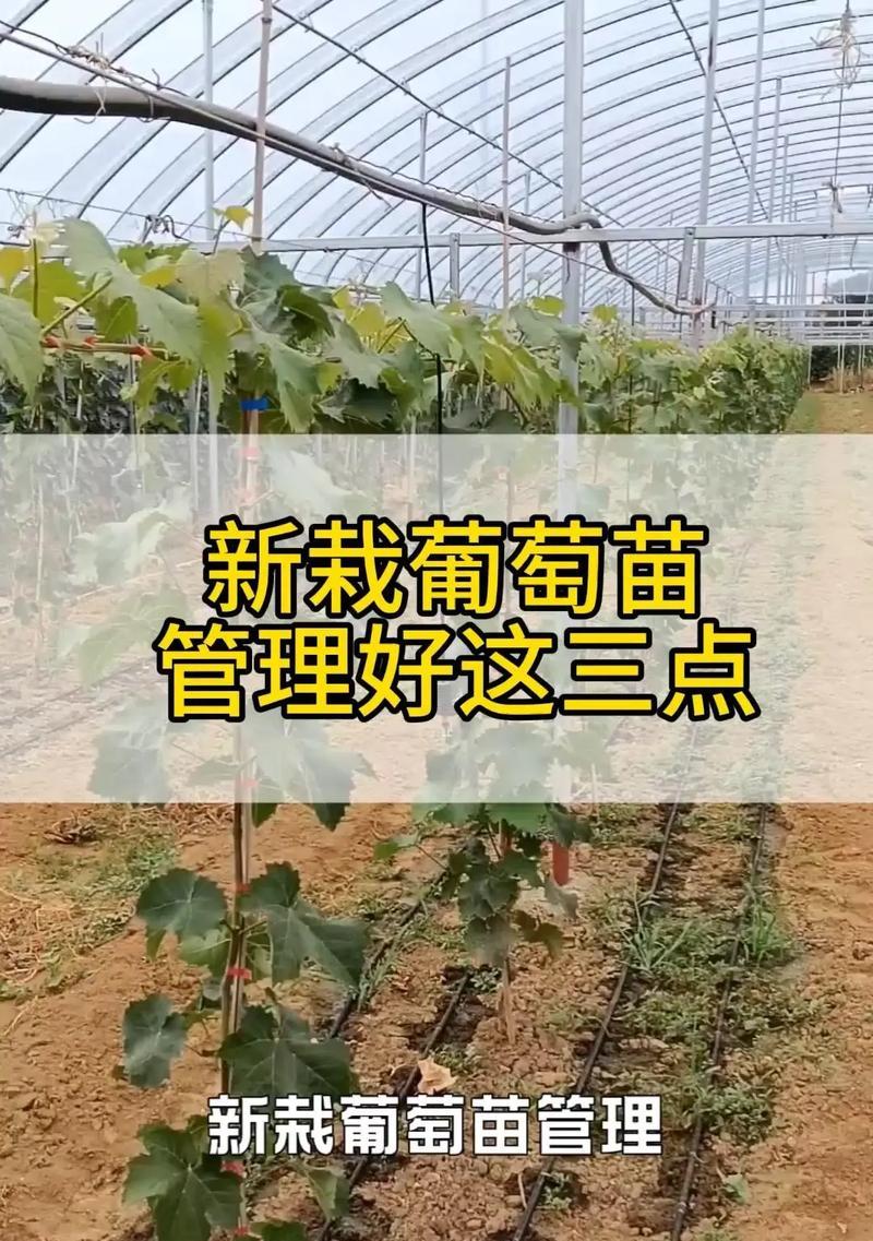 盆栽葡萄如何修剪？一个枝条应该保留多少穗果实？