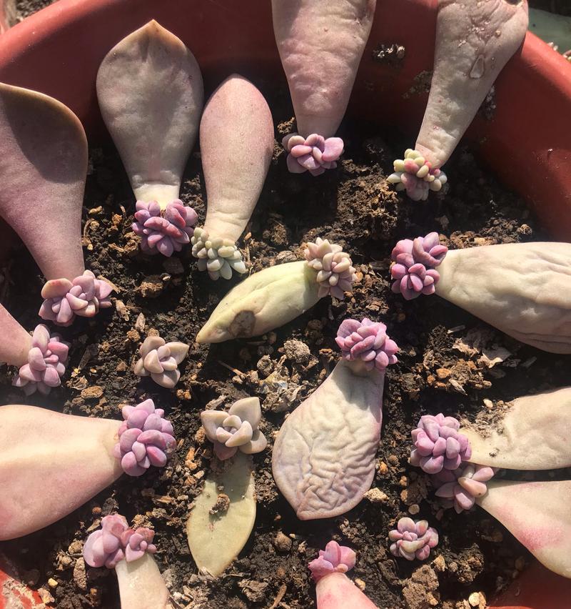 多肉植物的繁殖方法有哪些？如何提高多肉植物的繁殖效率？