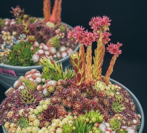 多肉植物的繁殖方法有哪些？如何提高多肉植物的繁殖效率？