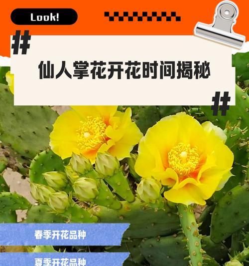 仙人头开花有什么用？仙人头开花的意义是什么？