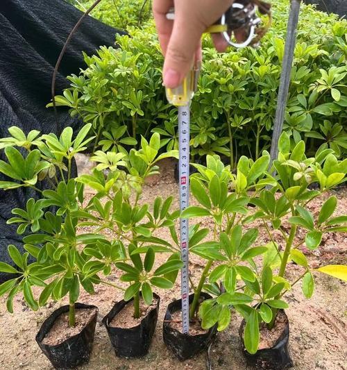 花叶鸭脚木有哪些功效？如何正确使用？