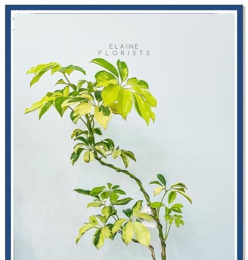 花叶鸭脚木有哪些功效？如何正确使用？