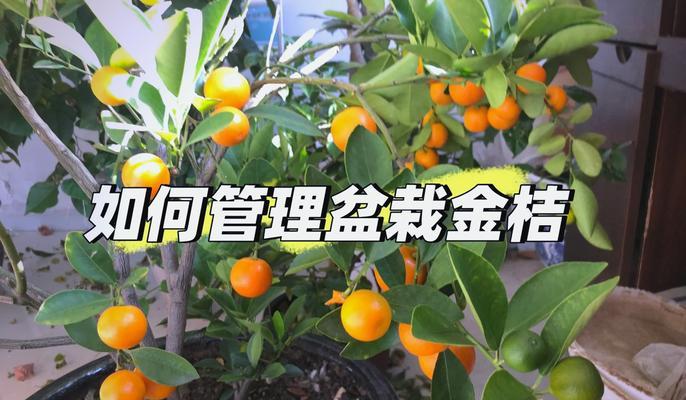 盆景橘子树的养殖方法是什么？怎样才能结出甜美的果实？