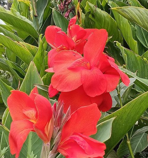 美人蕉的开花时间是什么时候？如何促进开花？