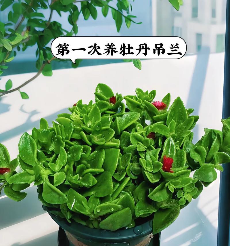 天蓬牡丹兰花的养护和特点是什么？
