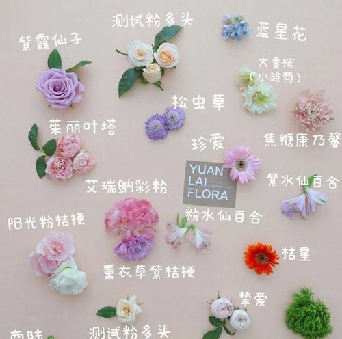 欧月品种中哪一种最像玫瑰？它的特点是什么？