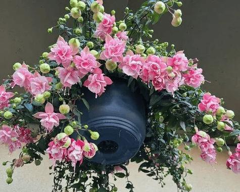 秋季种植哪些花卉最为适宜？