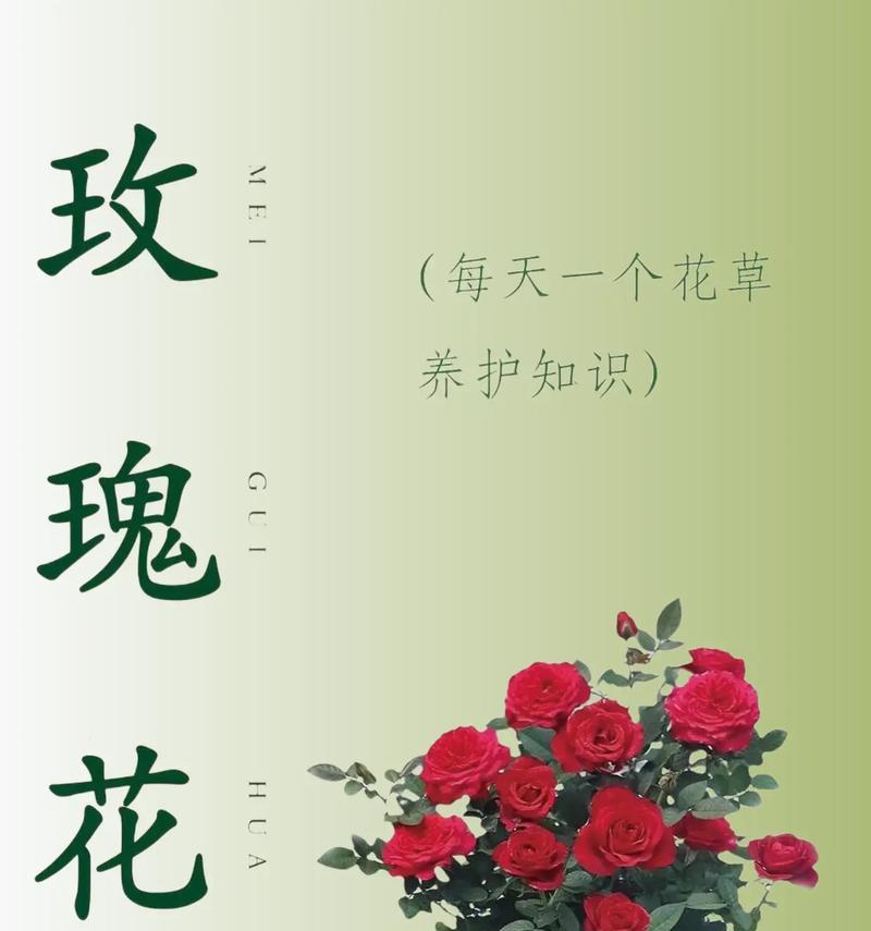 玫瑰花的养护技巧有哪些？