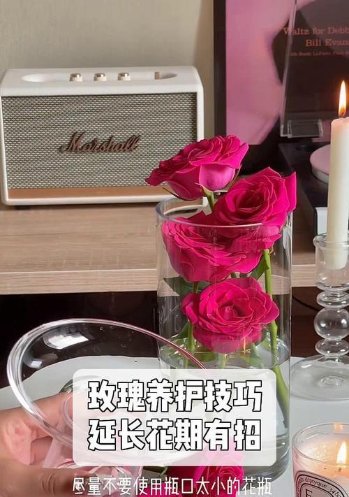玫瑰花的养护技巧有哪些？