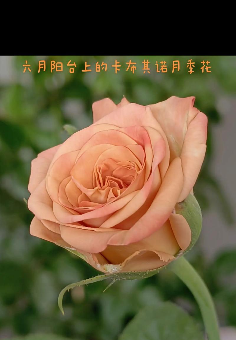 多彩月季的花语有哪些？