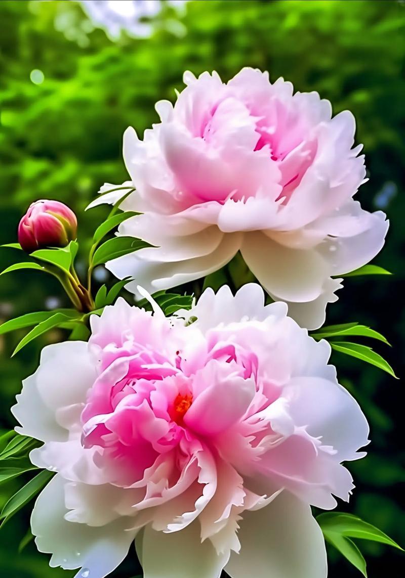 牡丹花的花语有哪些独特之处？