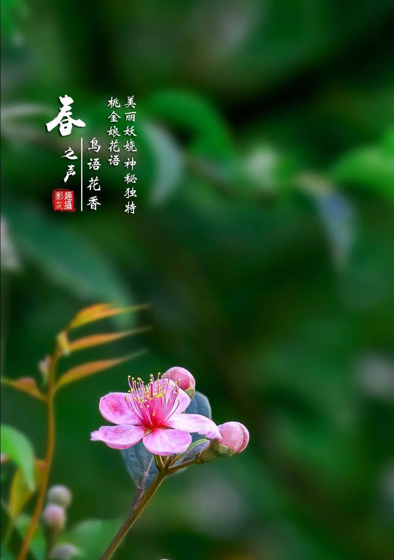 狮子座偏爱哪些花的花语？