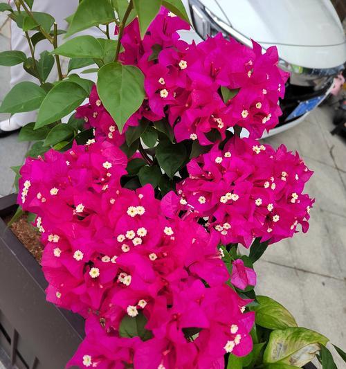 粉红色兰花的花语有何特别之处？它代表了什么？