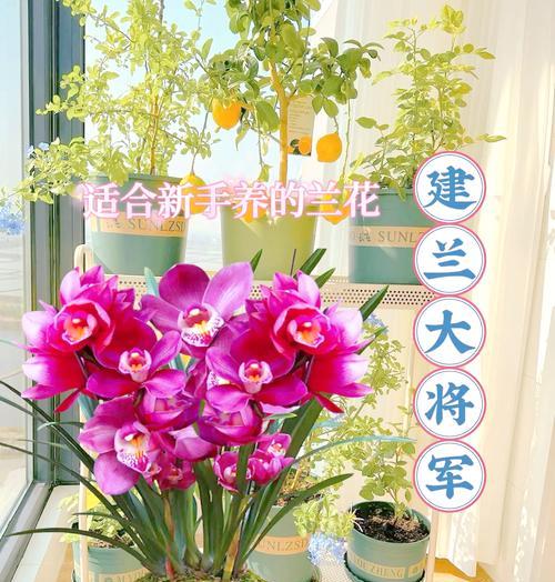 粉红色兰花的花语有何特别之处？它代表了什么？