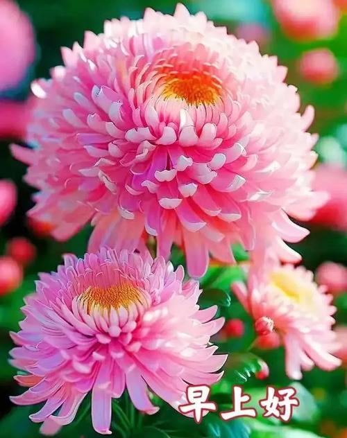 哪种花的花语是平安和希望？