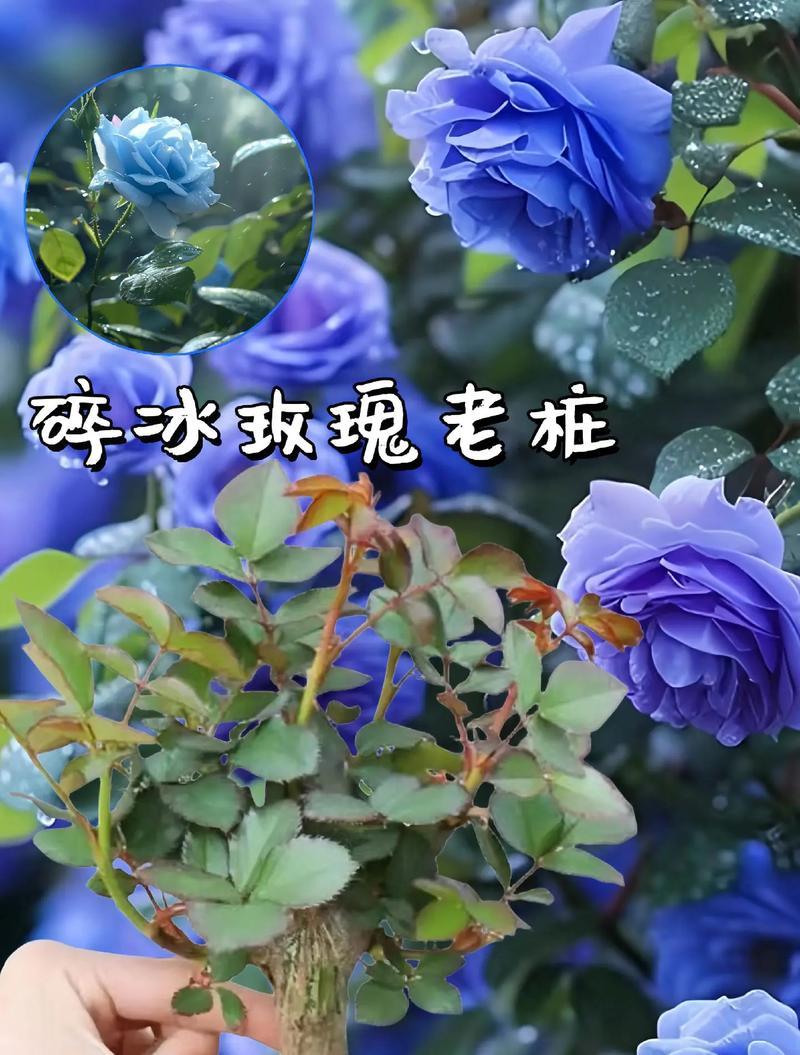三朵碎冰玫瑰的花语有何特别含义？