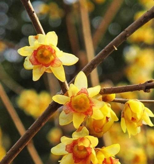 红梅与腊梅的花语有何不同？各自代表什么？