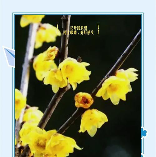 红梅与腊梅的花语有何不同？各自代表什么？