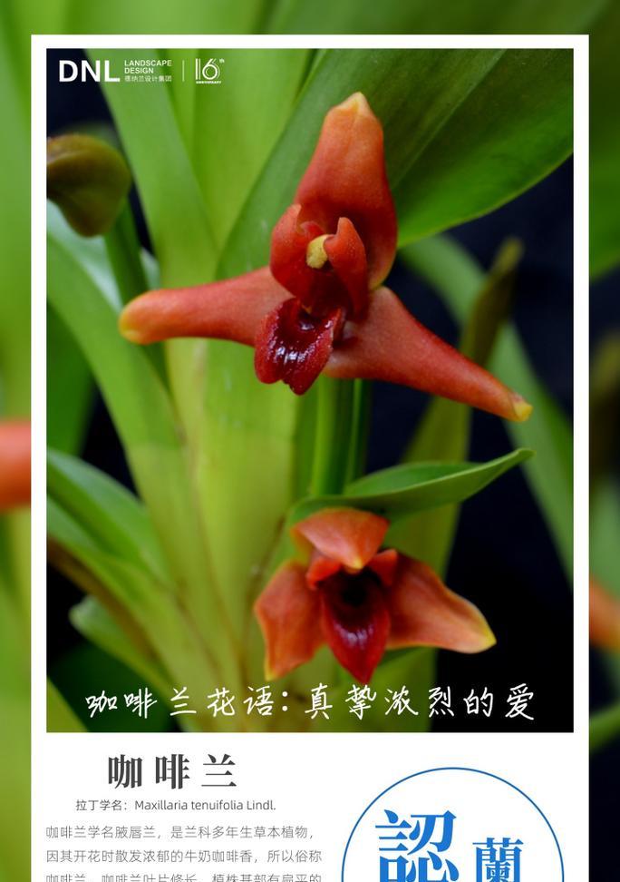 最美的兰花花语和寓意是什么？