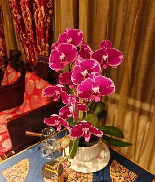 最美的兰花花语和寓意是什么？