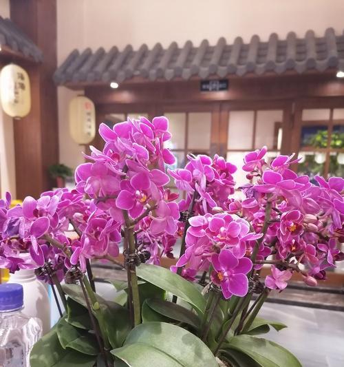 最美的兰花花语和寓意是什么？