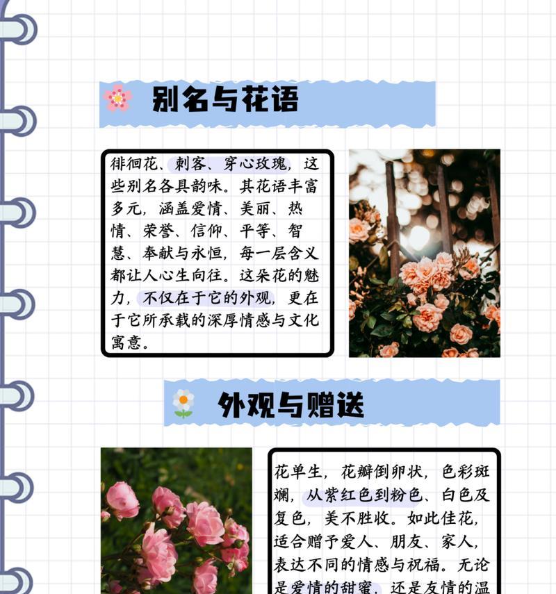 肉色玫瑰花语代表什么？