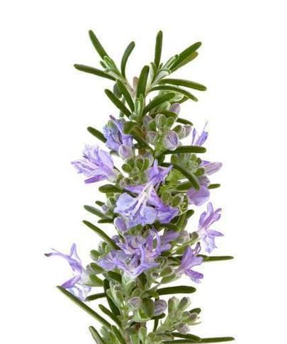 迷迭香的花语是什么？如何用迷迭香表达“我喜欢你”？