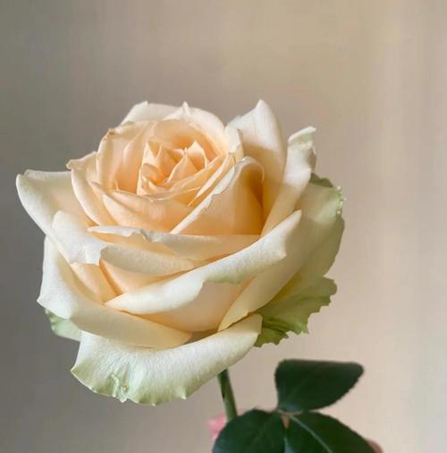 香槟花语有何特殊含义？如何选择合适的花语？