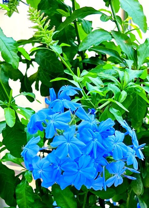 清冷冷清的花语具体是什么？