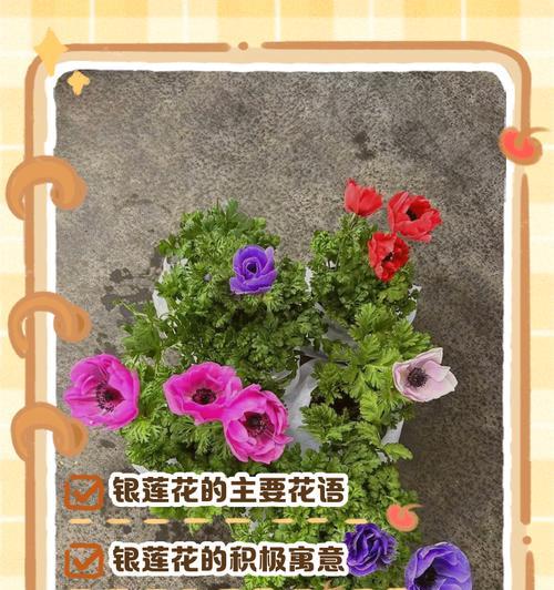 清冷冷清的花语具体是什么？