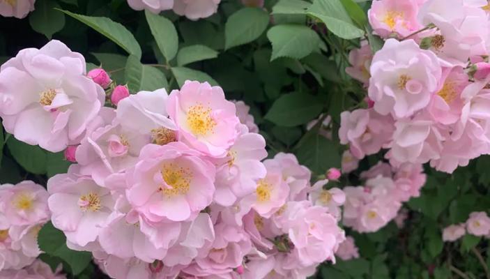 野蔷薇花语是什么？它的寓意有哪些解释？