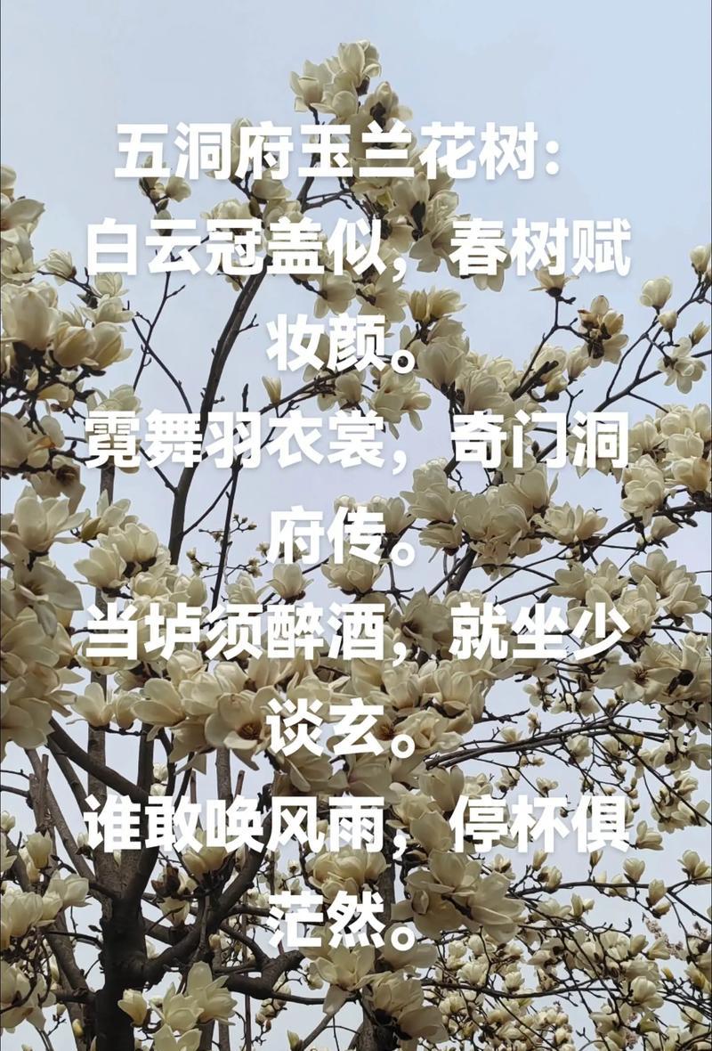 玉兰花传递了哪些信息？