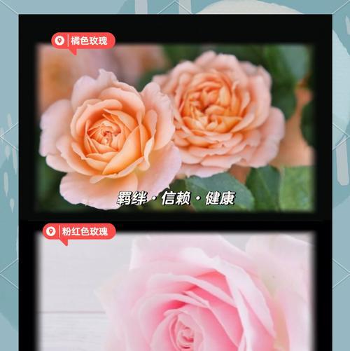 玫瑰花束的花语是什么意思？如何解读玫瑰花束的花语？