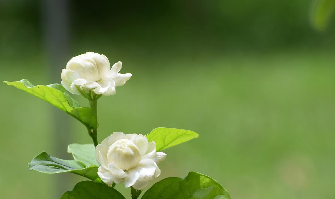 梦始之地的花语是什么花？花语中梦始之地代表什么？
