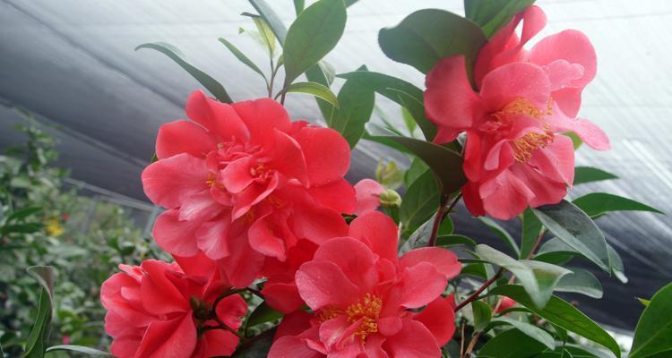 梦始之地的花语是什么花？花语中梦始之地代表什么？