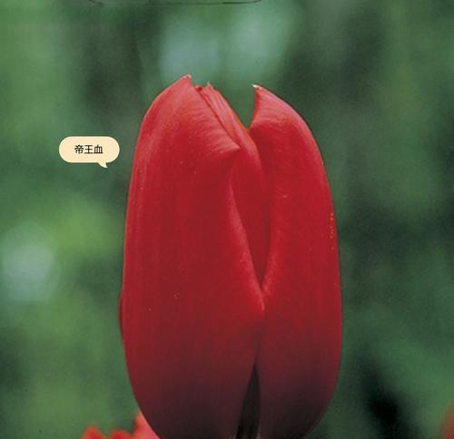 郁金香的花语和寓意通常是什么？