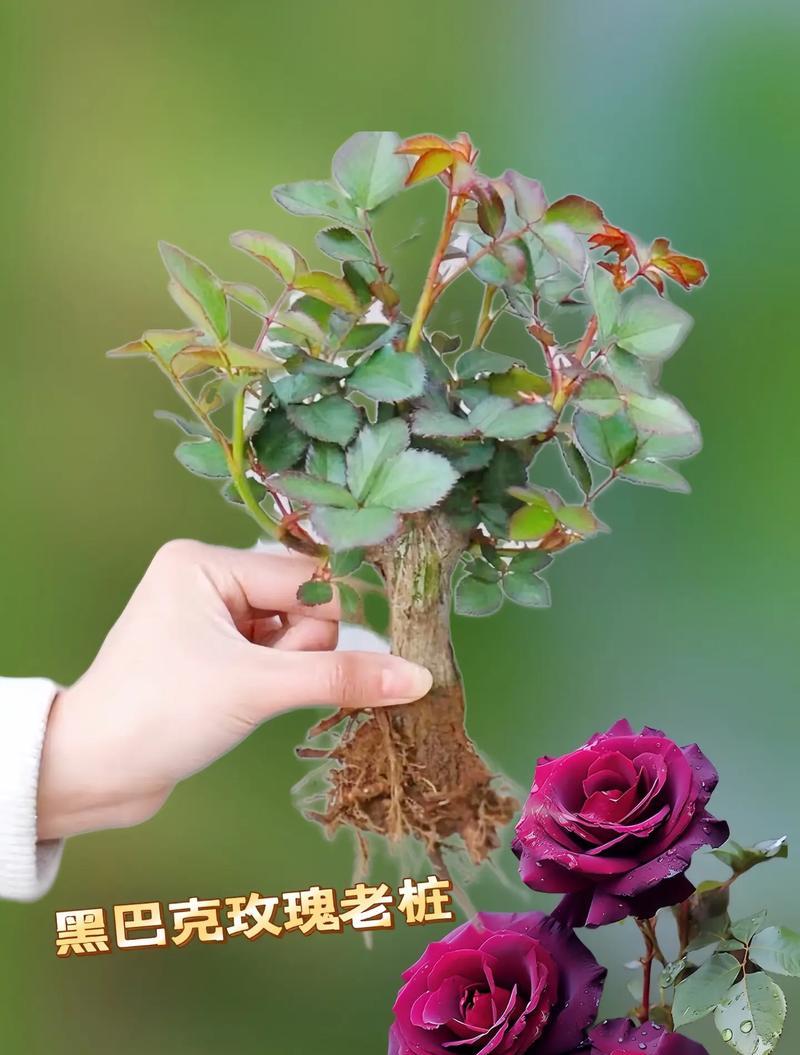 哪些花语代表着酷？它们各自有什么含义？