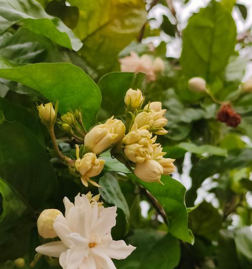 纯手工制作的花代表了什么？它的花语有何特别之处？